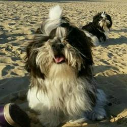 Dekreu ter dekking shih tzu driekleur