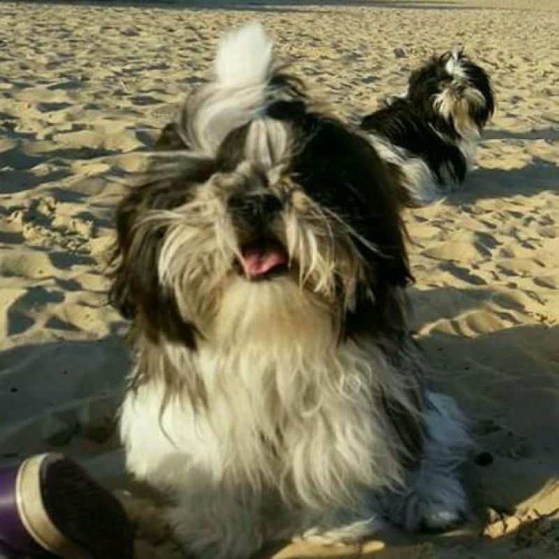 Dekreu ter dekking shih tzu driekleur