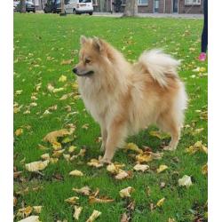 Zeer mooie f1 pomsky dekreu