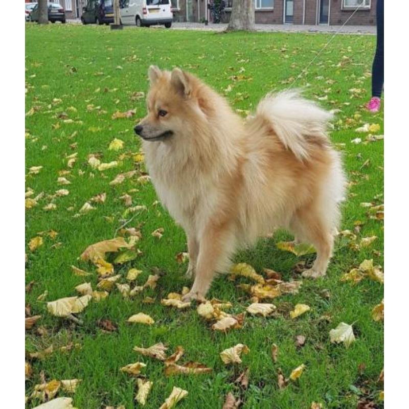 Zeer mooie f1 pomsky dekreu