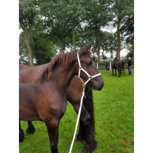 Lief groot Fries merrie veulen!! Friese merrie