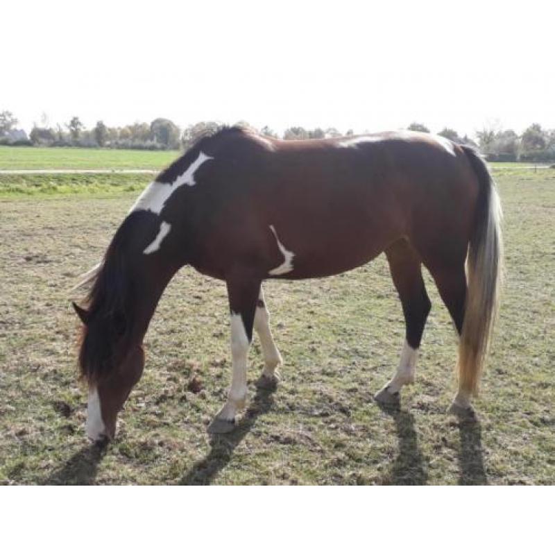 Mooie brave bonte merrie