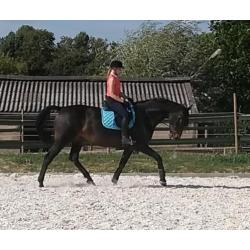 Pittige 11 jarige KWPN merrie