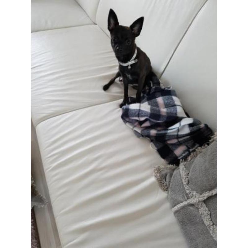 te koop chihuahua 5 maand reutje