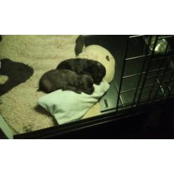 Pomeriaanpups te reserveren!
