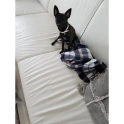 te koop chihuahua 5 maand reutje