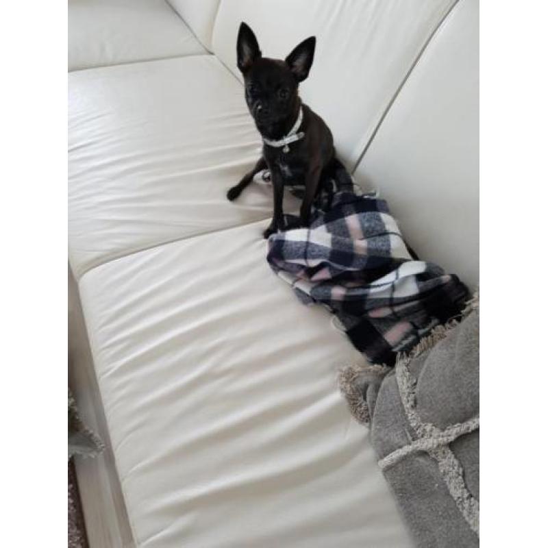 te koop chihuahua 5 maand reutje