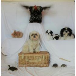 Dekreu ter dekking shih tzu driekleur