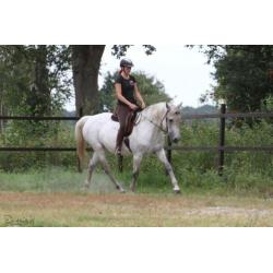 Geweldige merrie te koop