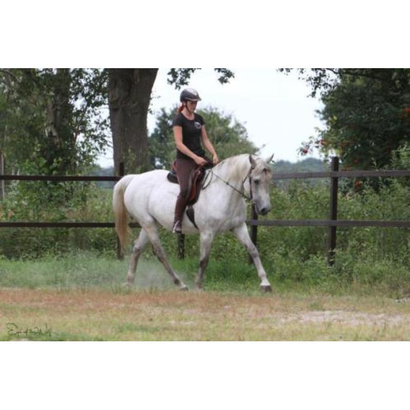 Geweldige merrie te koop