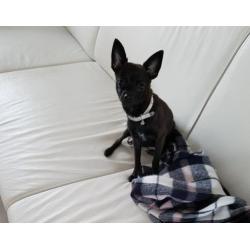 te koop chihuahua 5 maand reutje