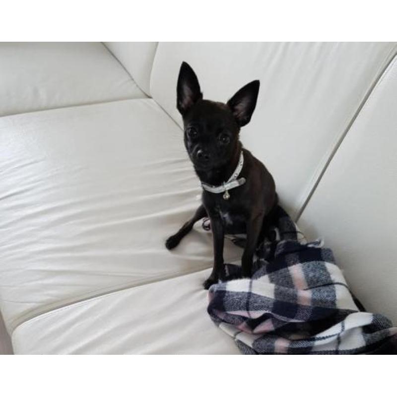 te koop chihuahua 5 maand reutje