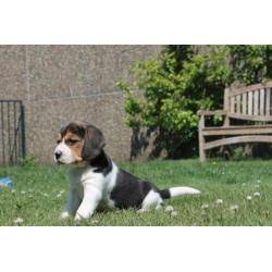 Mooie en Sociale Speelse beagle pups