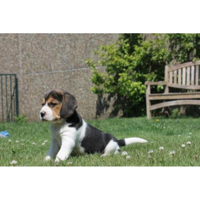 Mooie en Sociale Speelse beagle pups