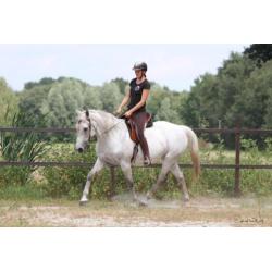 Geweldige merrie te koop