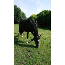 Zwarte fokmerrie, ook wel ruilen tegen jonger paard