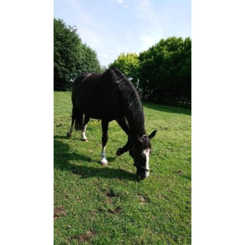 Zwarte fokmerrie, ook wel ruilen tegen jonger paard