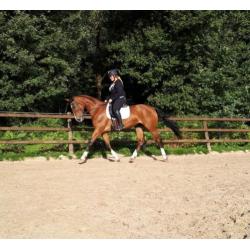 Zeer mooie en Brave Merrie
