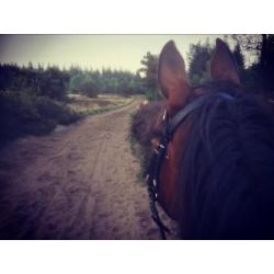 Super brave merrie te koop Kwpn type tuigpaard