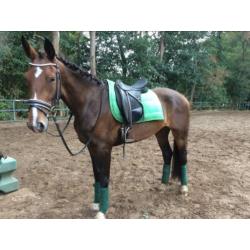 Super brave merrie te koop Kwpn type tuigpaard