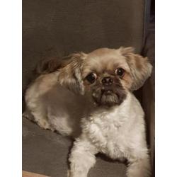Te koop shih tzu pups