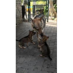 Tsjechoslowaakse Wolfhond pups