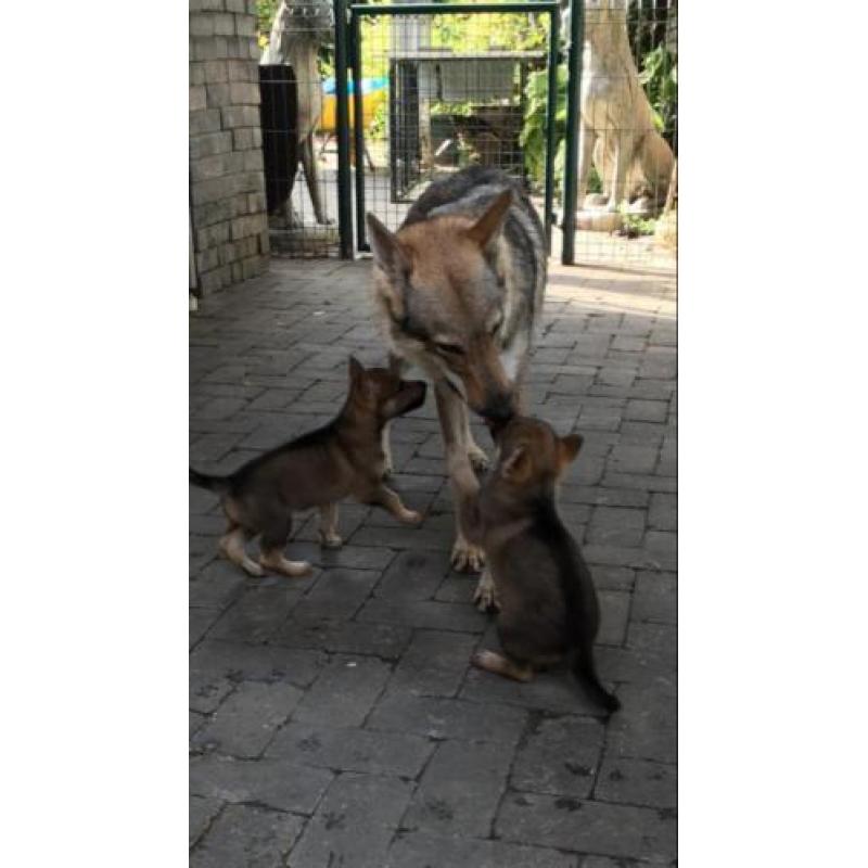 Tsjechoslowaakse Wolfhond pups