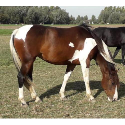 Mooie brave bonte merrie