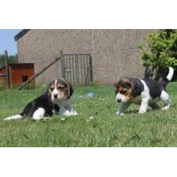 Mooie en Sociale Speelse beagle pups