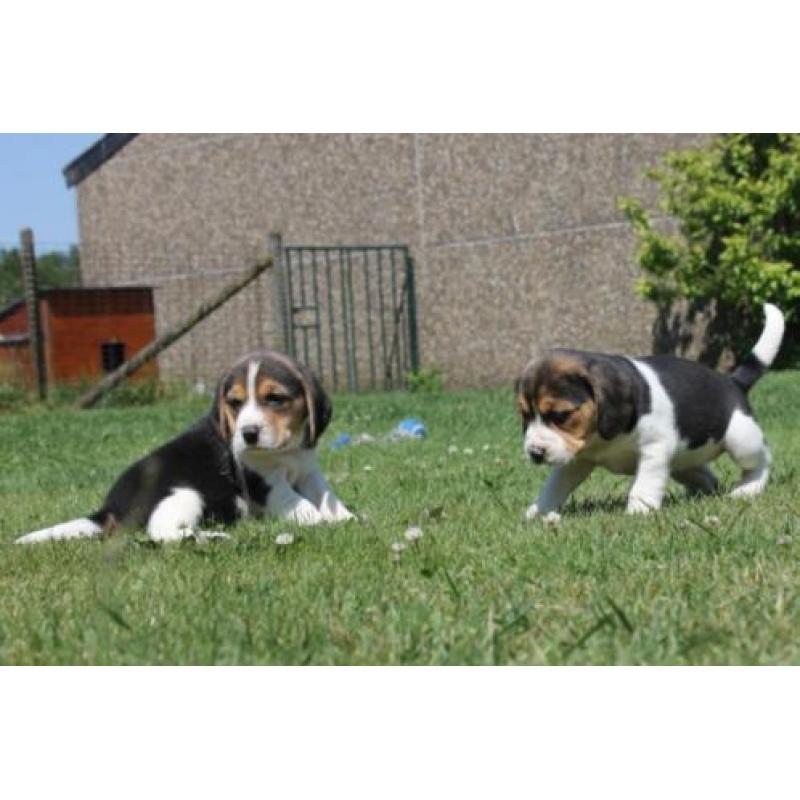 Mooie en Sociale Speelse beagle pups