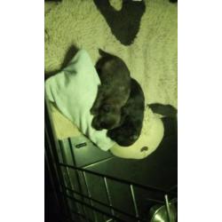 Pomeriaanpups te reserveren!